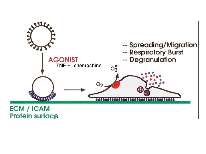 TNF-a, chemochine 