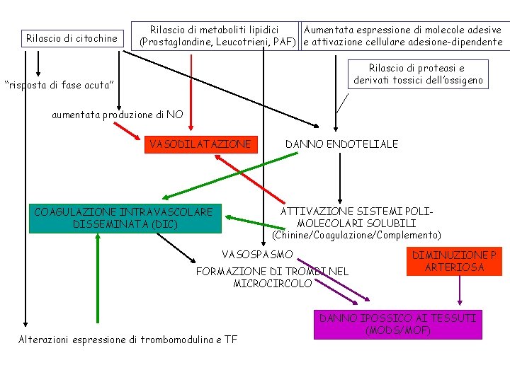 Rilascio di citochine Rilascio di metaboliti lipidici Aumentata espressione di molecole adesive (Prostaglandine, Leucotrieni,