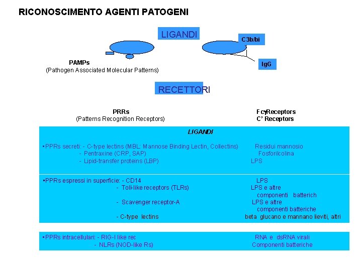 RICONOSCIMENTO AGENTI PATOGENI LIGANDI PAMPs (Pathogen Associated Molecular Patterns) C 3 b/bi Ig. G