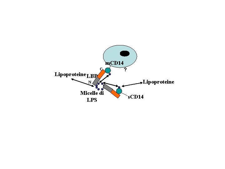 m. CD 14 Lipoproteine LBP C N Micelle di LPS ? Lipoproteine s. CD