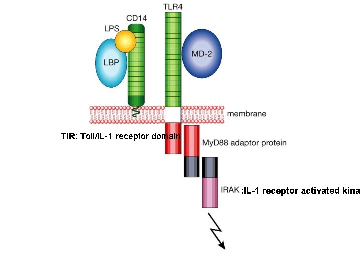 TIR: Toll/IL-1 receptor domain : IL-1 receptor activated kinas 