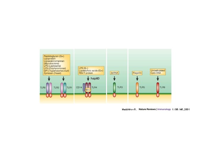 hsp 60 Medzhitov R. 1: 135 -145, 2001 