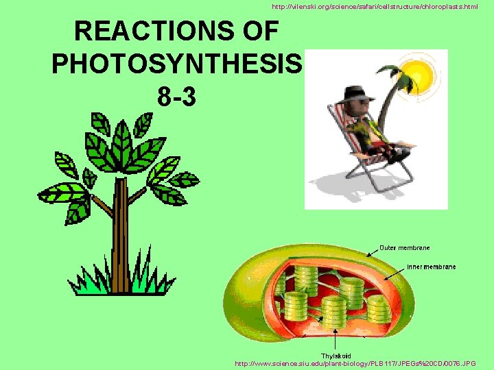 http: //vilenski. org/science/safari/cellstructure/chloroplasts. html REACTIONS OF PHOTOSYNTHESIS 8 -3 http: //www. science. siu. edu/plant-biology/PLB