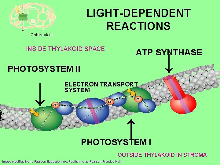 LIGHT-DEPENDENT REACTIONS INSIDE THYLAKOID SPACE ATP SYNTHASE ↓ PHOTOSYSTEM II ↓ ELECTRON TRANSPORT SYSTEM