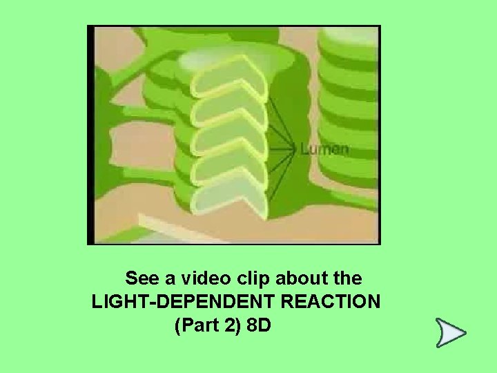 See a video clip about the LIGHT-DEPENDENT REACTION (Part 2) 8 D 