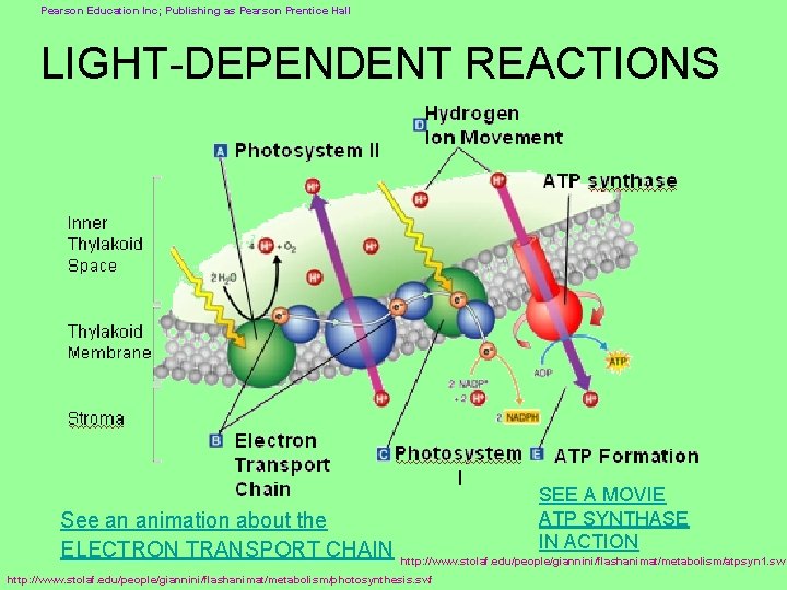 Pearson Education Inc; Publishing as Pearson Prentice Hall LIGHT-DEPENDENT REACTIONS See an animation about