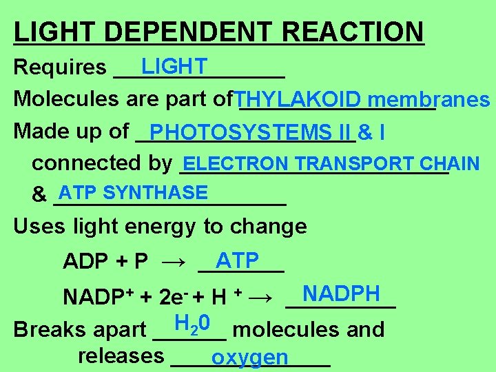 LIGHT DEPENDENT REACTION LIGHT Requires _______ Molecules are part of. THYLAKOID ________ membranes Made
