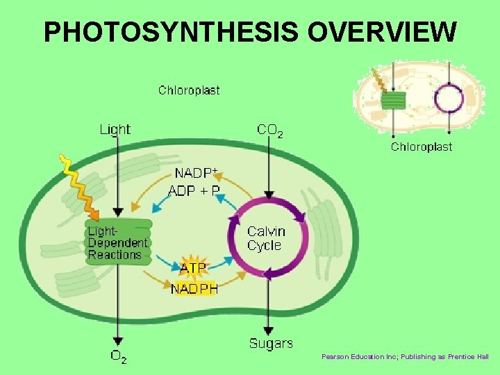 PHOTOSYNTHESIS OVERVIEW Pearson Education Inc; Publishing as Prentice Hall 