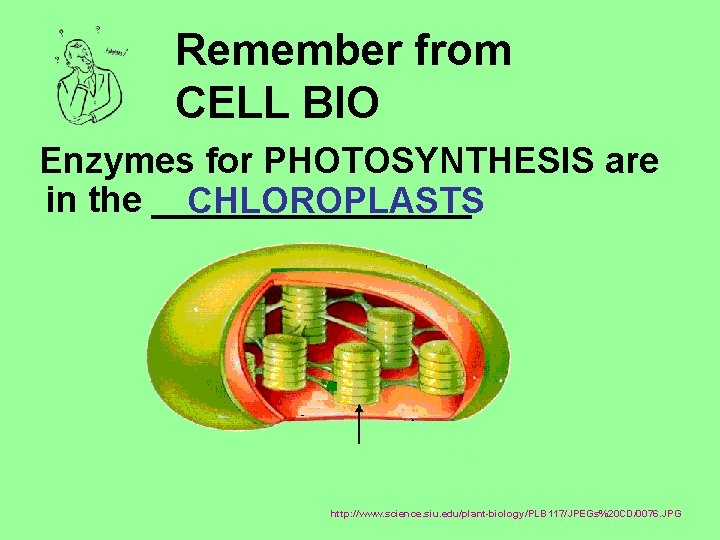 Remember from CELL BIO Enzymes for PHOTOSYNTHESIS are in the ________ CHLOROPLASTS http: //www.