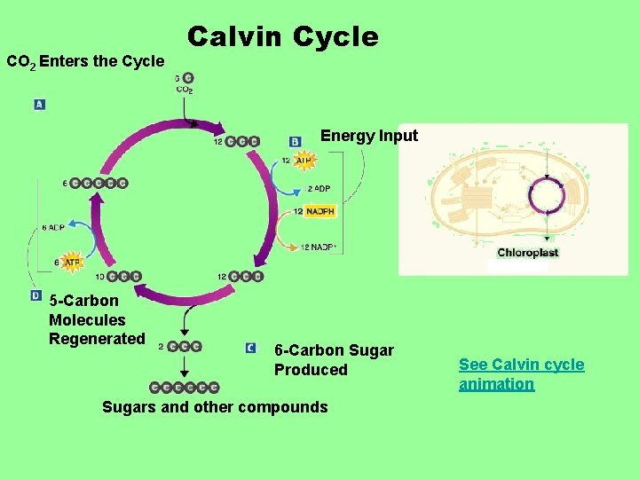 CO 2 Enters the Cycle Calvin Cycle Energy Input 5 -Carbon Molecules Regenerated 6