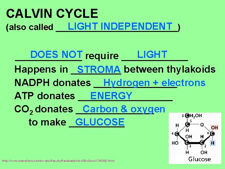 CALVIN CYCLE LIGHT INDEPENDENT (also called _____________) DOES NOT require ______ LIGHT ______ Happens