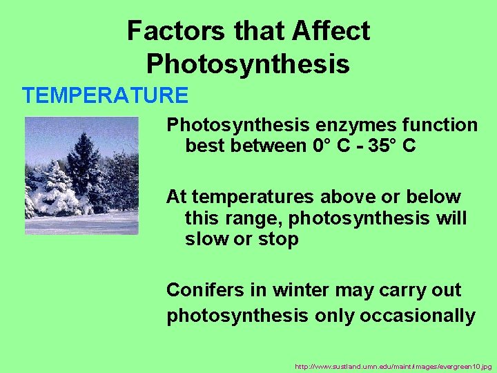 Factors that Affect Photosynthesis TEMPERATURE Photosynthesis enzymes function best between 0° C - 35°