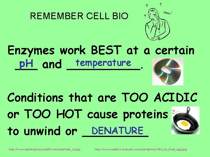 REMEMBER CELL BIO Enzymes work BEST at a certain temperature p. H and _____.
