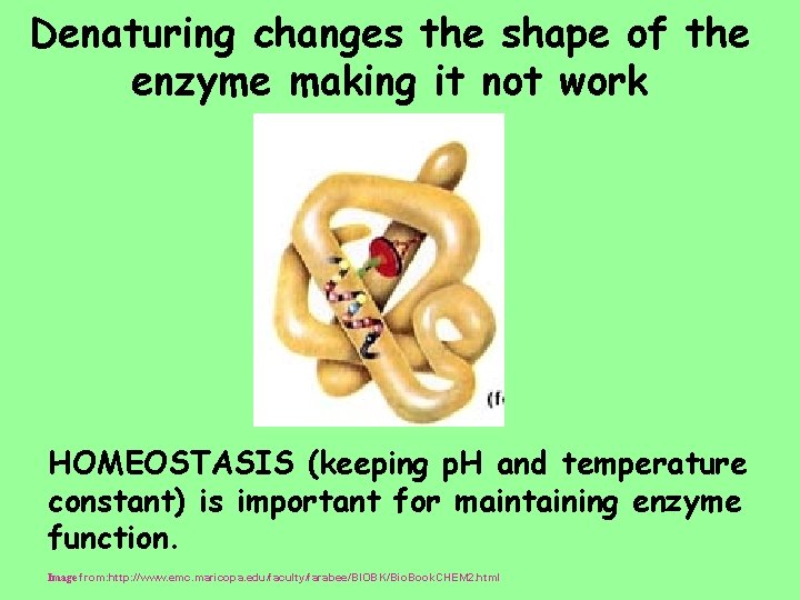 Denaturing changes the shape of the enzyme making it not work HOMEOSTASIS (keeping p.