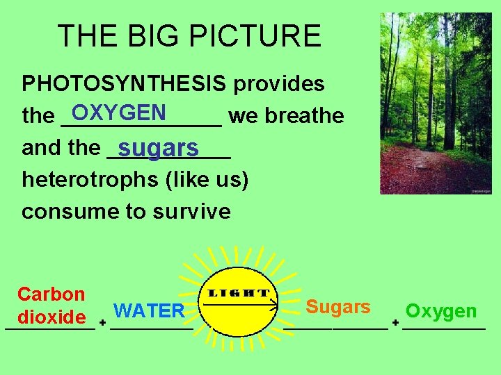 THE BIG PICTURE PHOTOSYNTHESIS provides OXYGEN the _______ we breathe and the _____ sugars