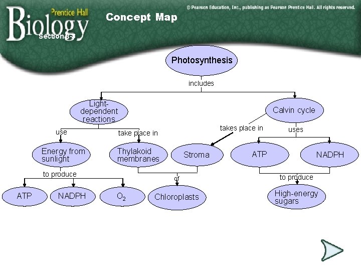 Concept Map Section 8 -3 Photosynthesis includes Lightdependent reactions Calvin cycle use take place