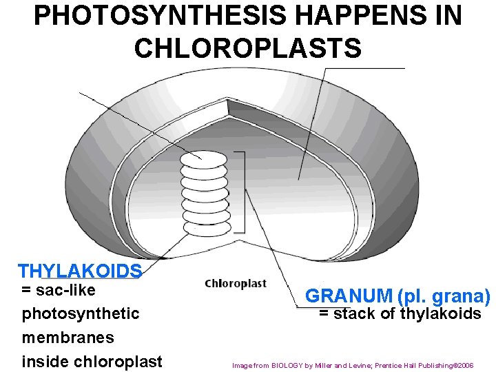 PHOTOSYNTHESIS HAPPENS IN CHLOROPLASTS THYLAKOIDS = sac-like photosynthetic membranes inside chloroplast GRANUM (pl. grana)