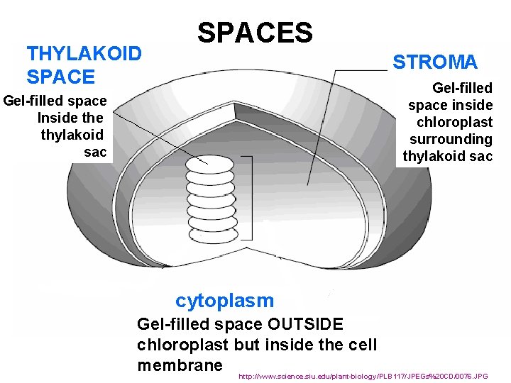 THYLAKOID SPACES STROMA Gel-filled space inside chloroplast surrounding thylakoid sac Gel-filled space Inside thylakoid