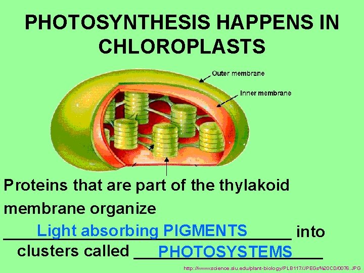 PHOTOSYNTHESIS HAPPENS IN CHLOROPLASTS Proteins that are part of the thylakoid membrane organize Light