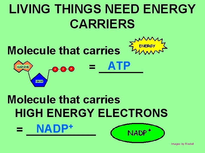 LIVING THINGS NEED ENERGY CARRIERS Molecule that carries ATP = _______ Molecule that carries