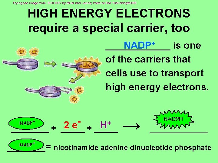 Frying pan image from: BIOLOGY by Miller and Levine; Prentice Hall Publishing© 2006 HIGH