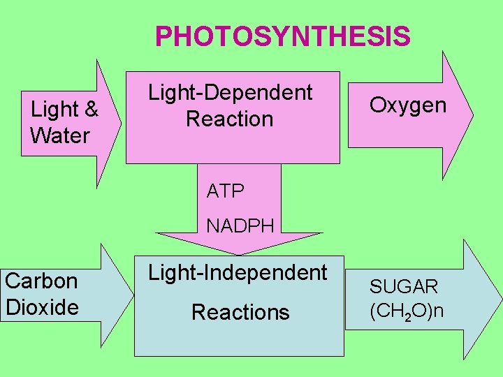 PHOTOSYNTHESIS Light & Water Light-Dependent Reaction Oxygen ATP NADPH Carbon Dioxide Light-Independent Reactions SUGAR