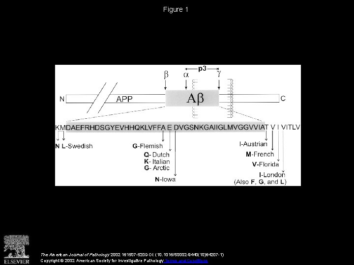 Figure 1 The American Journal of Pathology 2002 161507 -520 DOI: (10. 1016/S 0002