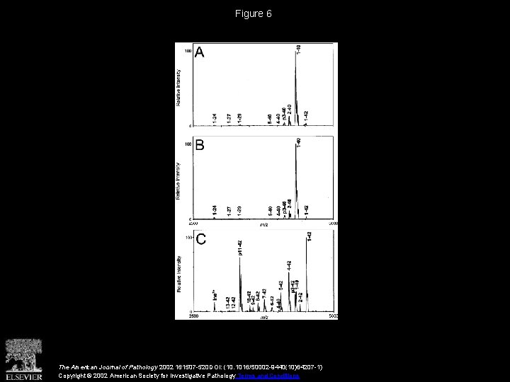 Figure 6 The American Journal of Pathology 2002 161507 -520 DOI: (10. 1016/S 0002