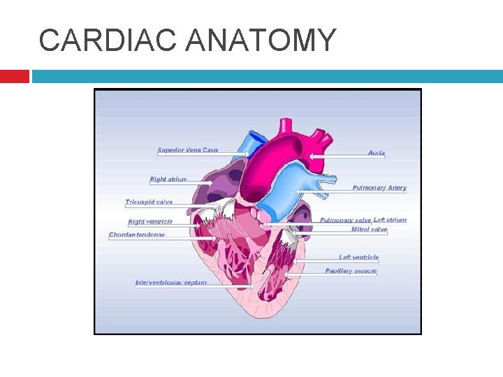 CARDIAC ANATOMY 