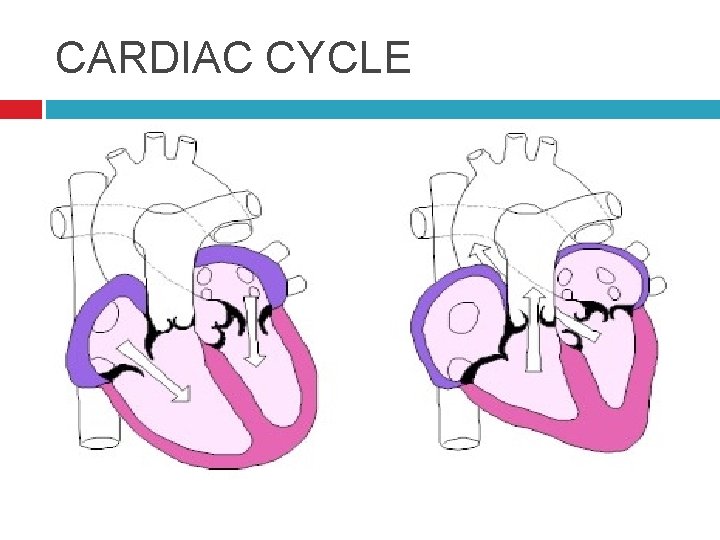 CARDIAC CYCLE 