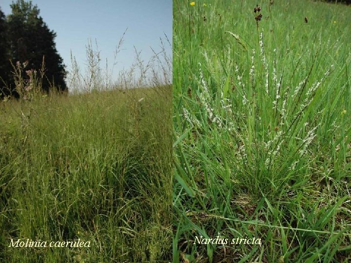 Molinia caerulea Nardus stricta 