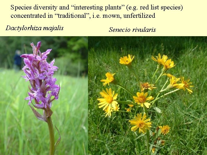 Species diversity and “interesting plants” (e. g. red list species) concentrated in “traditional”, i.