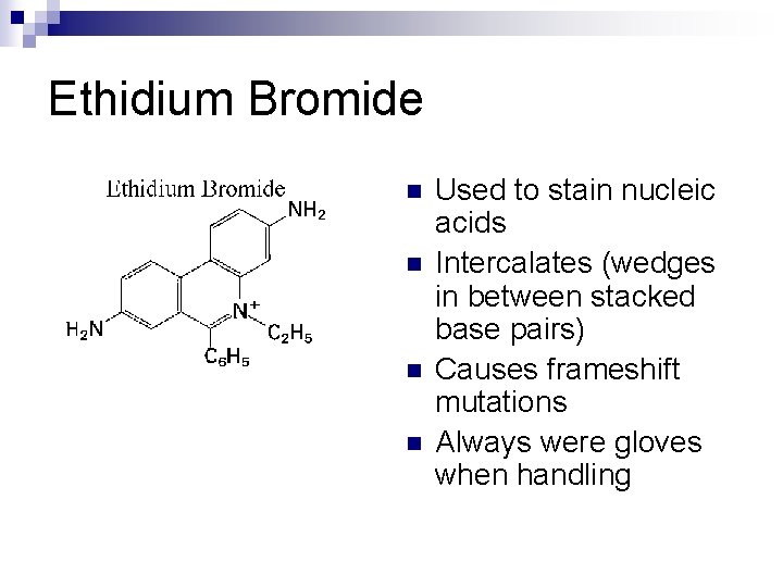 Ethidium Bromide n n Used to stain nucleic acids Intercalates (wedges in between stacked