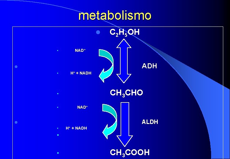 metabolismo l • C 2 H 5 OH NAD+ ADH l • H+ +