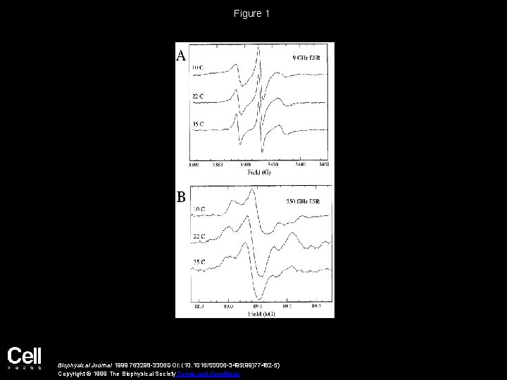 Figure 1 Biophysical Journal 1999 763298 -3306 DOI: (10. 1016/S 0006 -3495(99)77482 -5) Copyright