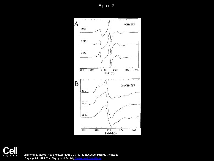 Figure 2 Biophysical Journal 1999 763298 -3306 DOI: (10. 1016/S 0006 -3495(99)77482 -5) Copyright