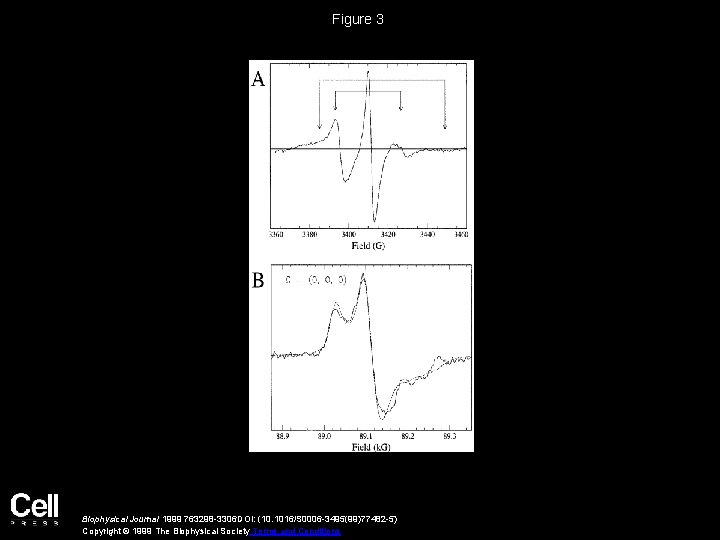 Figure 3 Biophysical Journal 1999 763298 -3306 DOI: (10. 1016/S 0006 -3495(99)77482 -5) Copyright