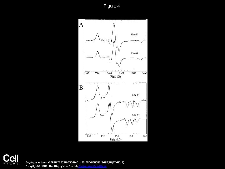 Figure 4 Biophysical Journal 1999 763298 -3306 DOI: (10. 1016/S 0006 -3495(99)77482 -5) Copyright