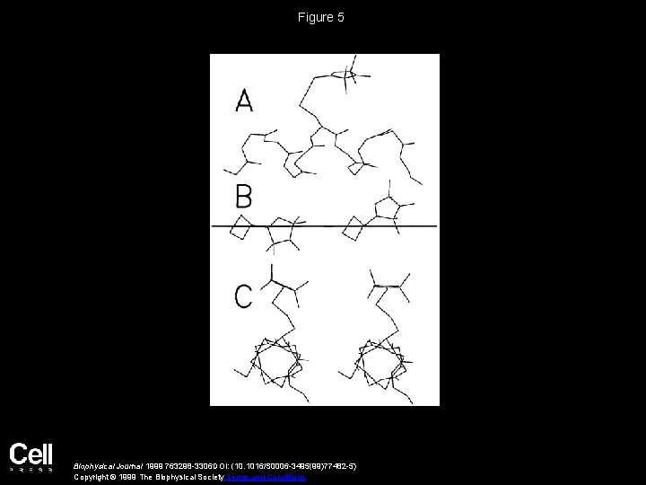 Figure 5 Biophysical Journal 1999 763298 -3306 DOI: (10. 1016/S 0006 -3495(99)77482 -5) Copyright