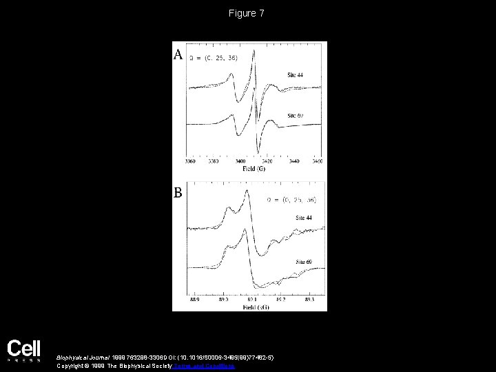 Figure 7 Biophysical Journal 1999 763298 -3306 DOI: (10. 1016/S 0006 -3495(99)77482 -5) Copyright