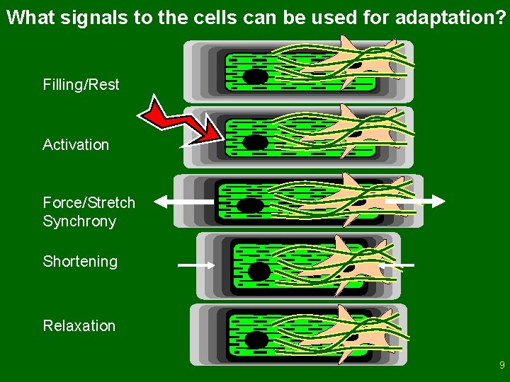 Tissue Adaptations Modeling of heart mechanics with adaptation of tissue