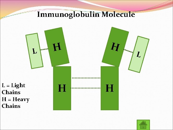 Immunoglobulin Molecule L L = Light Chains H = Heavy Chains H H L