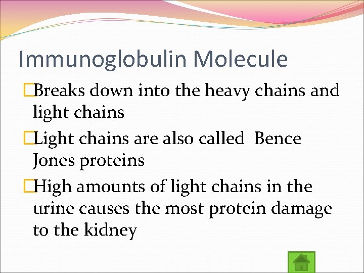 Immunoglobulin Molecule �Breaks down into the heavy chains and light chains �Light chains are