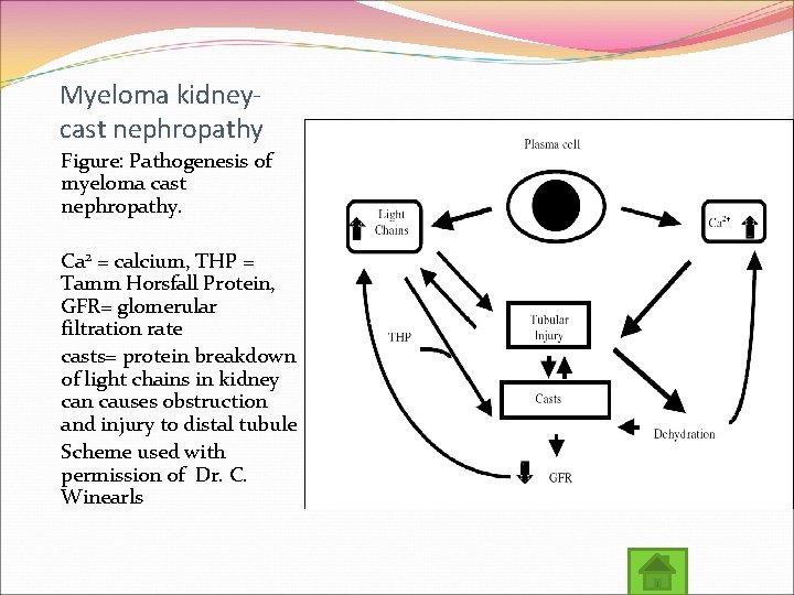 Myeloma kidneycast nephropathy Figure: Pathogenesis of myeloma cast nephropathy. Ca 2 = calcium, THP