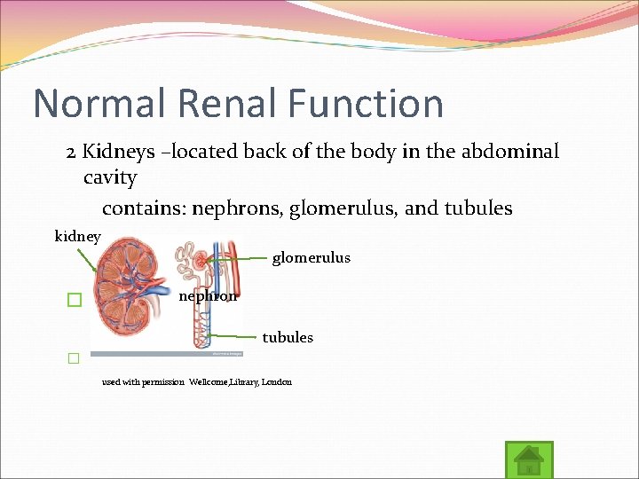Normal Renal Function 2 Kidneys –located back of the body in the abdominal cavity