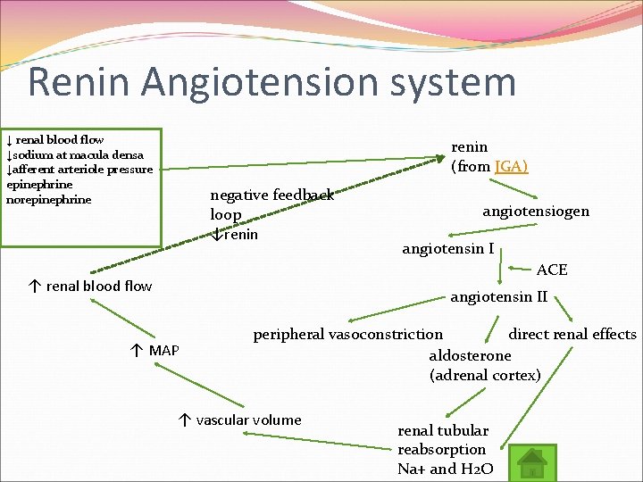 Renin Angiotension system ↓ renal blood flow ↓sodium at macula densa ↓afferent arteriole pressure