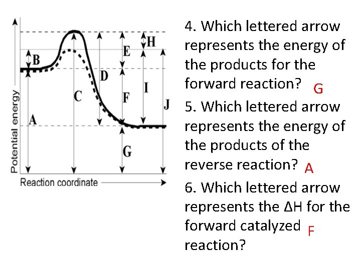 4. Which lettered arrow represents the energy of the products for the forward reaction?