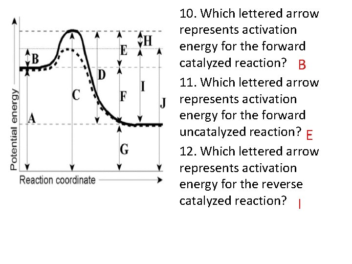10. Which lettered arrow represents activation energy for the forward catalyzed reaction? B 11.