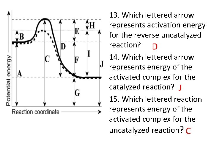 13. Which lettered arrow represents activation energy for the reverse uncatalyzed reaction? D 14.