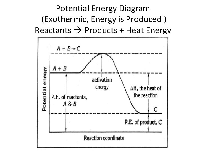 Potential Energy Diagram (Exothermic, Energy is Produced ) Reactants Products + Heat Energy 